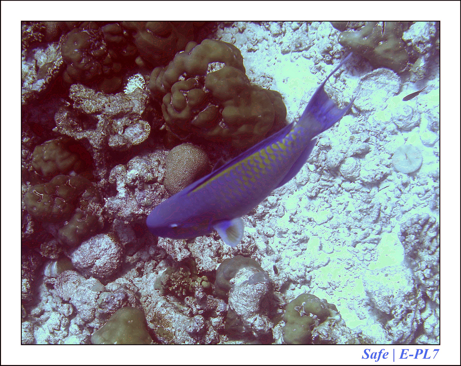2019 - 07 - Snorkeling maldives - 27
